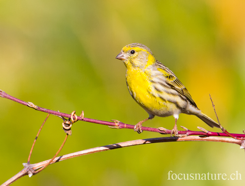 Serin cini 1601.jpg - Serin ciniSerinus serinusEuropean Serin (Ermitage, Genève, Suisse, mars 2012)